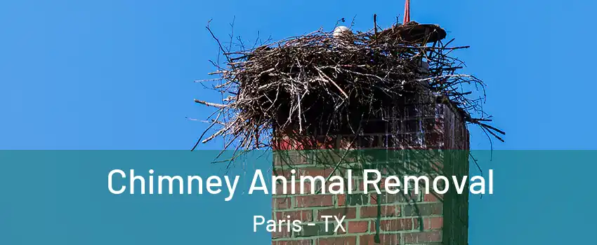  Chimney Animal Removal Paris - TX