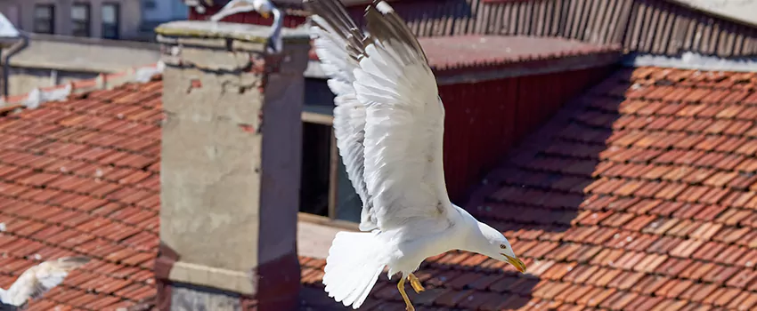 Residential Chimney Animal Removal Solution in Paris, TX