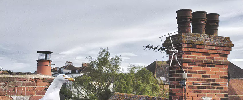 Chimney Cleaning And Restoration in Paris, Texas